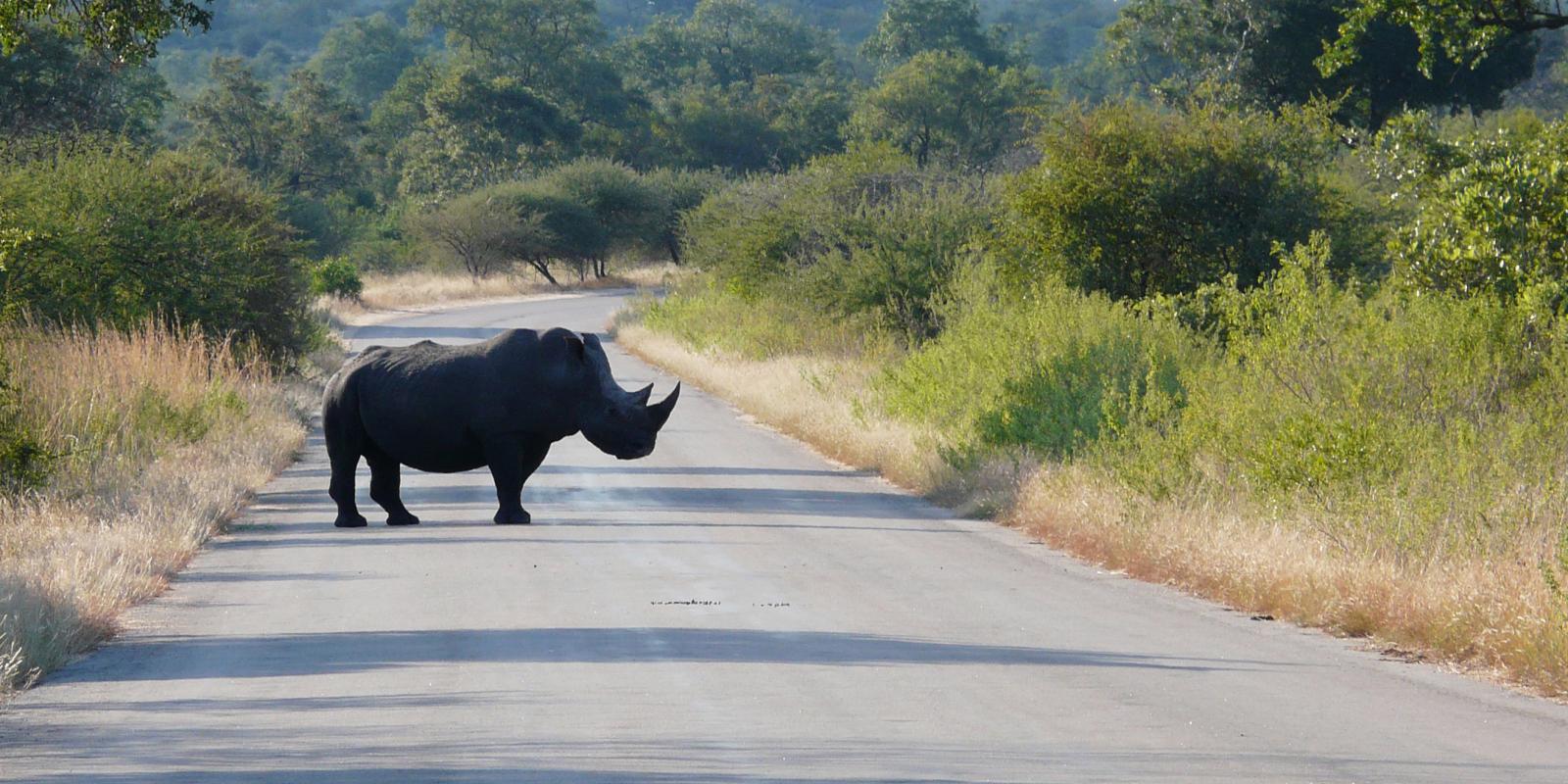 Op safari in Zuid-Afrika: kies je voor het betaalbare Krugerpark of een luxe privépark?