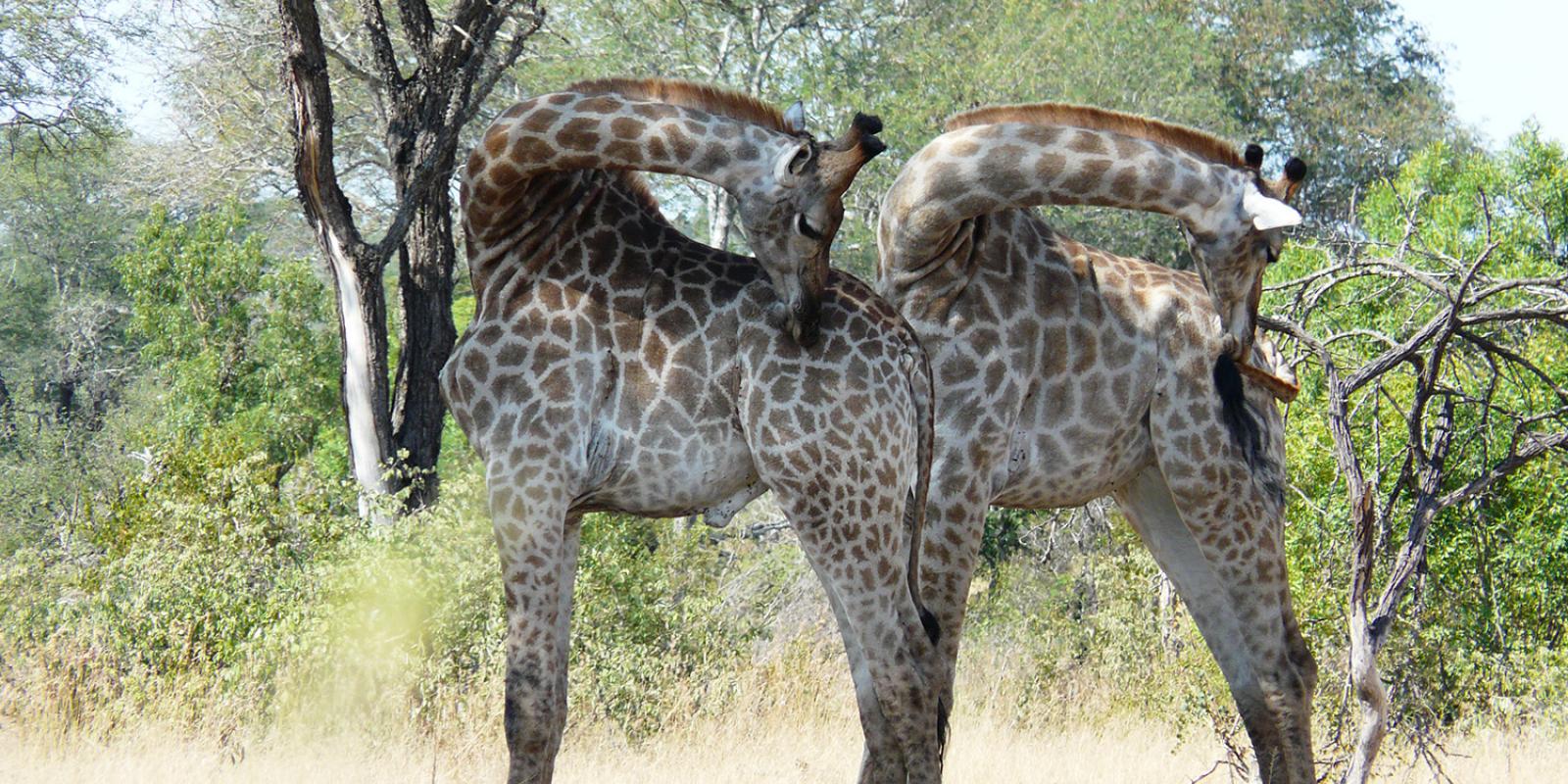 Op safari in Zuid-Afrika: kies je voor het betaalbare Krugerpark of een luxe privépark?