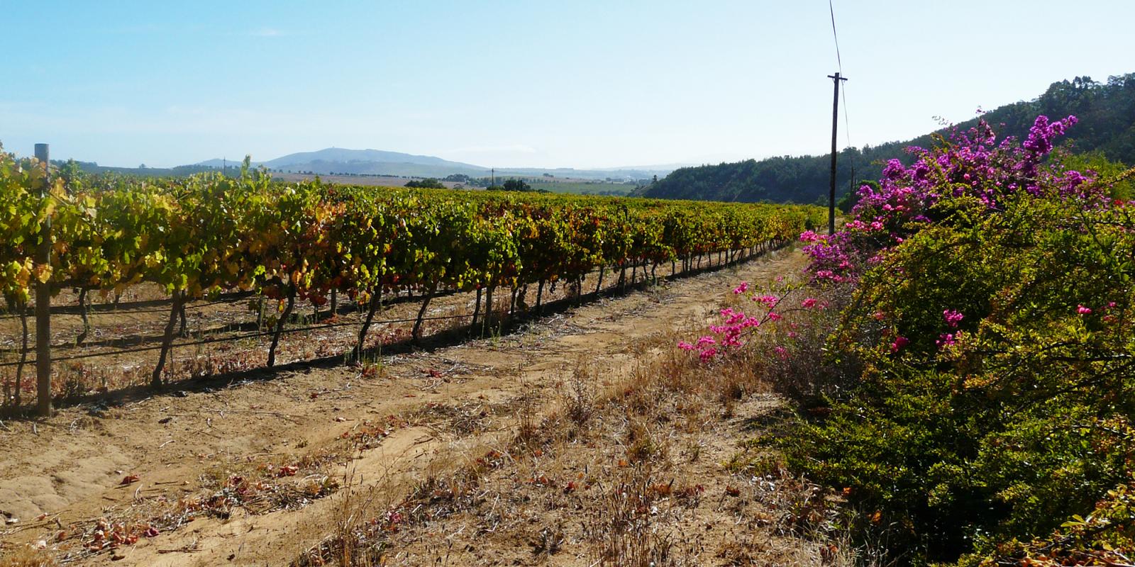 Op wijntoer door de wijngebieden van Franschhoek, Paarl en Stellenbosch in Zuid-Afrika